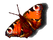 Rechte Maus - Download
